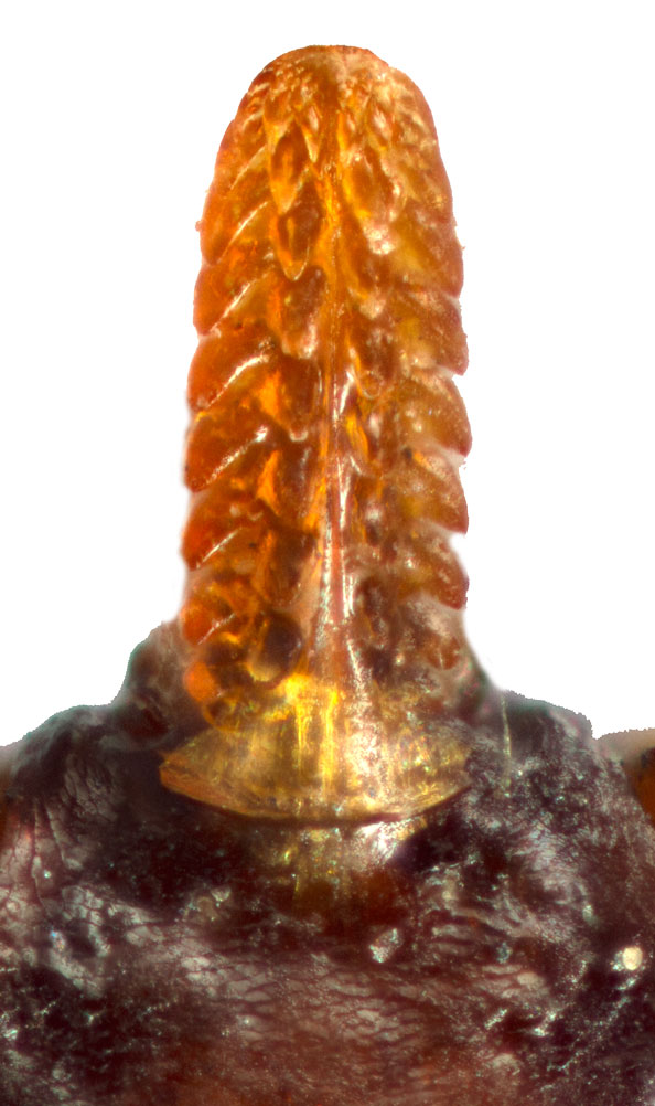 1.2
